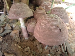 Basidiomycota