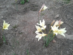 Zephyranthes concolor