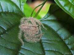Heteropoda davidbowie