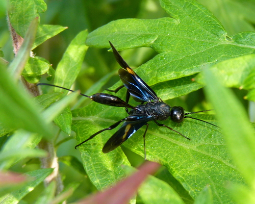 Pristaulacus fasciatus