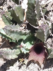 Huernia barbata barbata