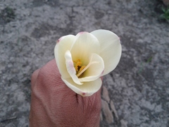 Zephyranthes concolor