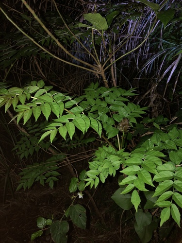 Aralia ryukyuensis iNat (1)