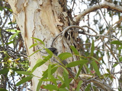 Philemon buceroides yorki