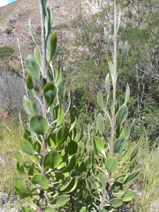 Osteospermum junceum