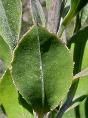 Osteospermum junceum