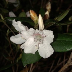Rhododendron tashiroi
