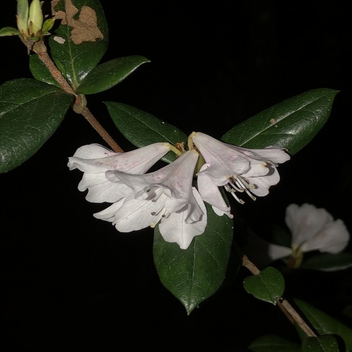 Rhododendron tashiroi, photograph 1