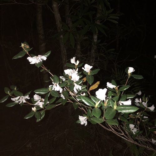 Rhododendron tashiroi, photograph 2