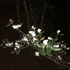 Rhododendron tashiroi