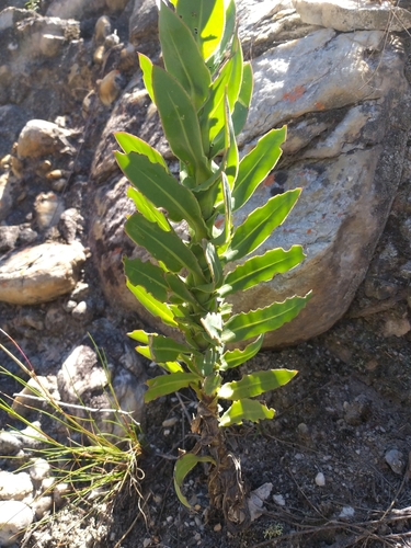 Image of Osteospermum corymbosum by (c) kevin koen, some rights reserved (CC BY-SA)