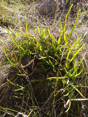 Aloiampelos decumbens, photograph 5