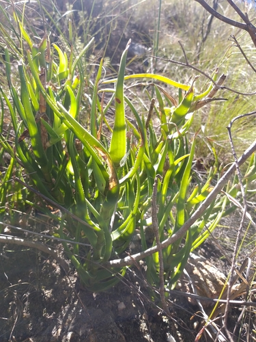Image of Aloiampelos decumbens by (c) kevin koen, some rights reserved (CC BY-SA)