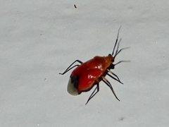 Ambracius dufouri