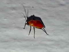 Ambracius dufouri