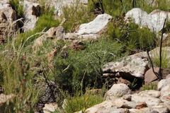Asparagus lignosus