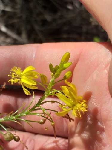 Bulbine frutescens