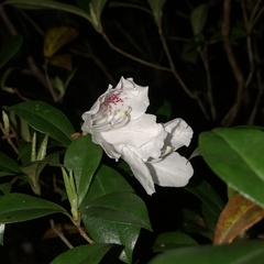 Rhododendron tashiroi
