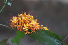 Saraca