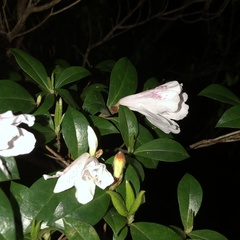 Rhododendron tashiroi