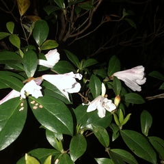 Rhododendron tashiroi