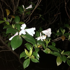 Rhododendron tashiroi