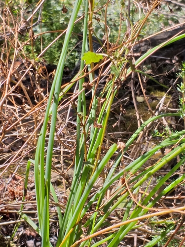 Bulbine frutescens