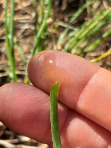 Bulbine frutescens