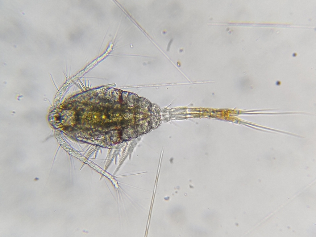 Oithona davisae