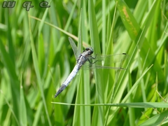 Orthetrum albistylum