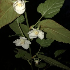 Rubus grayanus