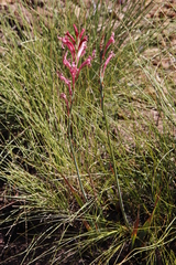 Tritoniopsis antholyza