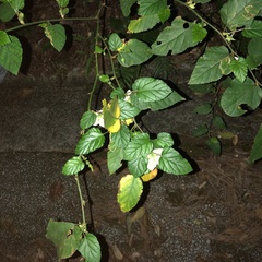 Rubus grayanus