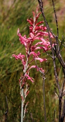 Tritoniopsis antholyza