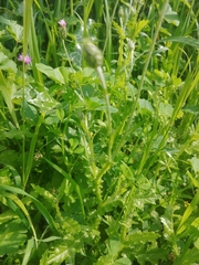 Carduus argentatus
