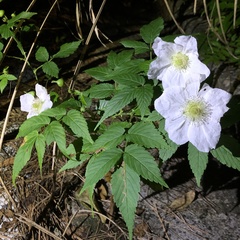 Rubus okinawensis