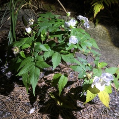 Rubus okinawensis