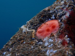 Cnemidocarpa finmarkiensis