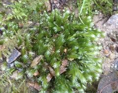 Fissidens polyphyllus