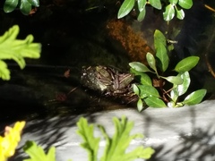 Lithobates montezumae