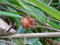 Araneus alsine