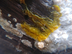 Myxomycetes