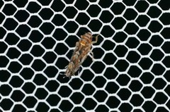 Scaphoideus festivus