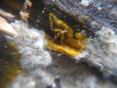 Myxomycetes