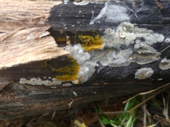 Myxomycetes