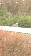 Columba palumbus