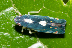 Diedrocephala