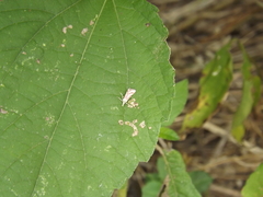 Microtheoris vibicalis
