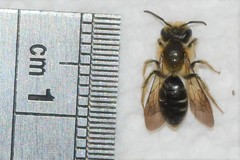 Andrena macra