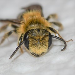 Andrena macra